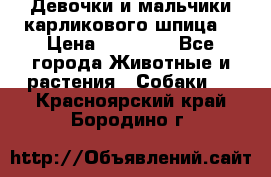 Девочки и мальчики карликового шпица  › Цена ­ 20 000 - Все города Животные и растения » Собаки   . Красноярский край,Бородино г.